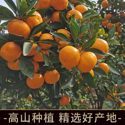 Taste Taizhou Linhai Yongquan Mandarin Oranges 65-80mm Net weight 6.5Jin Jin is equal to 0.5kg No. 1 Member Store Straight from the source