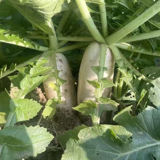 Dongdong Maicai, fresh white radish, freshly dug, crispy, sweet, supermarket fresh and fat-reduced vegetables, fresh white radish 2Jin Jin is equal to 0.5kg, including box
