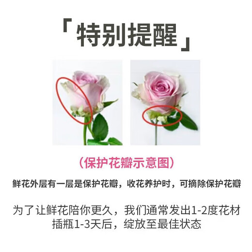 Jingdong Flowers Boutique Water-cultured Soilless Culture New Year's Eve Flowers Valentine's Day Rose Floyd 10 Pack 50CM Straight from the Source