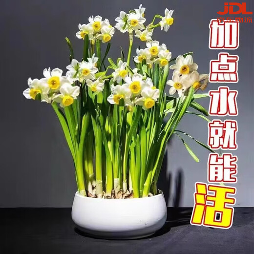 Zhangzhou narcissus bulb seeds special-grade water-cultured bulbs with buds large balls indoor and outdoor winter hydroponic plant pots special-grade narcissus narcissus large balls 3 pieces circumference 18-25 not including pots