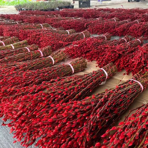 Silver willow real flowers, fresh branches, New Year's Eve flowers, red dried flowers, lucky bucket, silver willow, hydroponic plants, flowers, living room interior decoration, high-quality A-grade silver willow, 60cm, 40 branches (4 colors mixed and matched) + 2 small lanterns