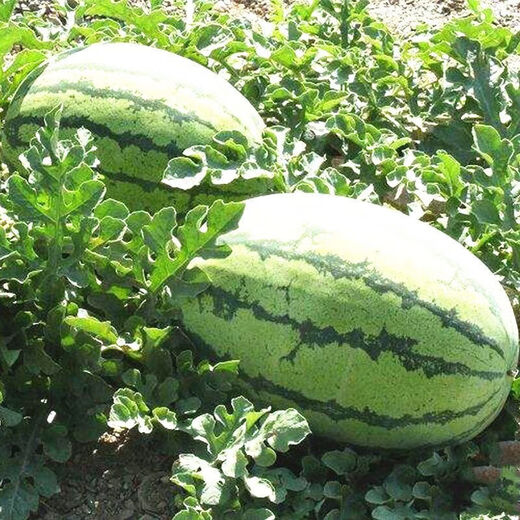 Fruit set, strawberry, cherry tomatoes, croissant, honey, watermelon, balcony potted plants, farmhouse garden melon seeds, all kinds of Lazy Man’s Melon King watermelon seeds, 2 packs, about 100 seeds