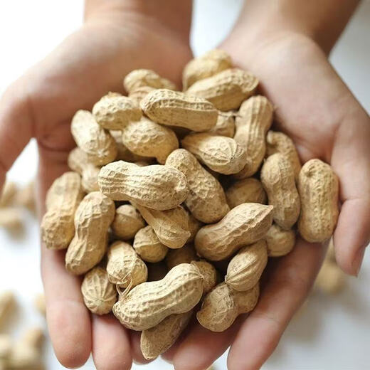 Haihua No. 1 Peanut Seed Academy of Agricultural Sciences New Variety Shelled Thin Shell Large Peanut Seeds Thin Shell Peanut Seeds Original Academy of Agricultural Sciences 5Jin Jin equals 0.5kg (unpacked in bulk)