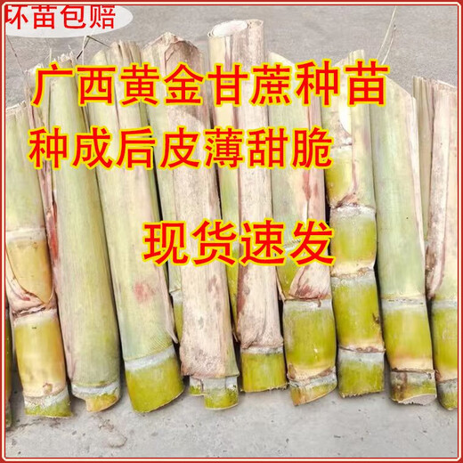 Guangxi's golden sugarcane can be planted in trays in all seasons and is easy to grow. Yellow-skinned and green-skinned sugarcane seedlings are sweet and crispy. 10 golden sugarcane seedlings. 20 golden sugarcane seedlings. 3-5 buds/root. Free planting method.