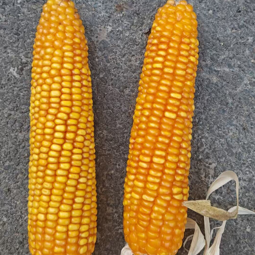 Directly from Fuyou headquarters, Dongdan 7123 corn seed, nationally approved, extremely early-maturing, spring-sown, densely planted, big stick rice, good quality, 6,000 grains