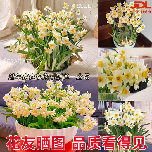 Zhangzhou narcissus bulb seeds special-grade water-cultured bulbs with buds large balls indoor and outdoor winter hydroponic plant pots special-grade narcissus narcissus large balls 3 pieces circumference 18-25 not including pots