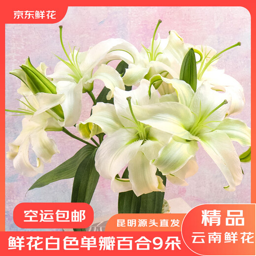 Jingdong Flowers Yunnan Kunming Flower Base Straight Hair White Perfume Lily 9 Family Life Flowers Straight Hair Source
