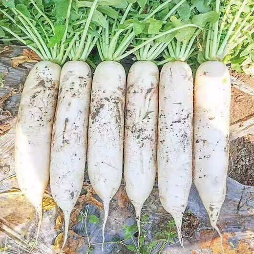 Dongdong Maicai, fresh white radish, freshly dug, crispy, sweet, supermarket fresh and fat-reduced vegetables, fresh white radish 2Jin Jin is equal to 0.5kg, including box