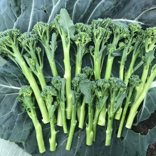 Beijing fresh Yunnan fresh broccoli moss, long-stem broccoli moss, sweet, crisp and tender, kept fresh with ice, net weight 2.5Jin Jin equals 0.5kg, straight from the source