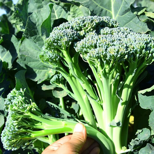 Beijing fresh Yunnan fresh broccoli moss, long-stem broccoli moss, sweet, crisp and tender, kept fresh with ice, net weight 2.5Jin Jin equals 0.5kg, straight from the source