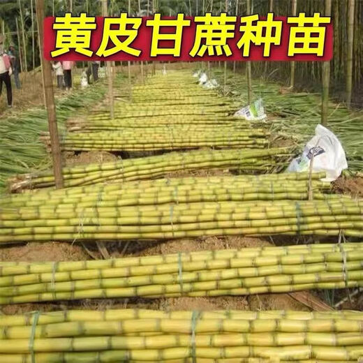 Guangxi's golden sugarcane can be planted in trays in all seasons and is easy to grow. Yellow-skinned and green-skinned sugarcane seedlings are sweet and crispy. 10 golden sugarcane seedlings. 20 golden sugarcane seedlings. 3-5 buds/root. Free planting method.