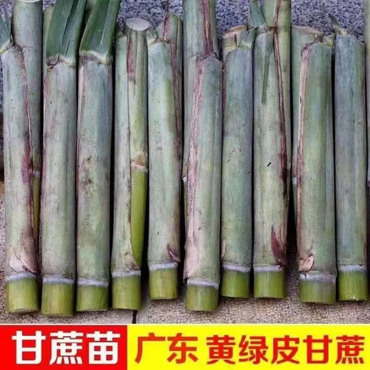Guangxi's golden sugarcane can be planted in trays in all seasons and is easy to grow. Yellow-skinned and green-skinned sugarcane seedlings are sweet and crispy. 10 golden sugarcane seedlings. 20 golden sugarcane seedlings. 3-5 buds/root. Free planting method.