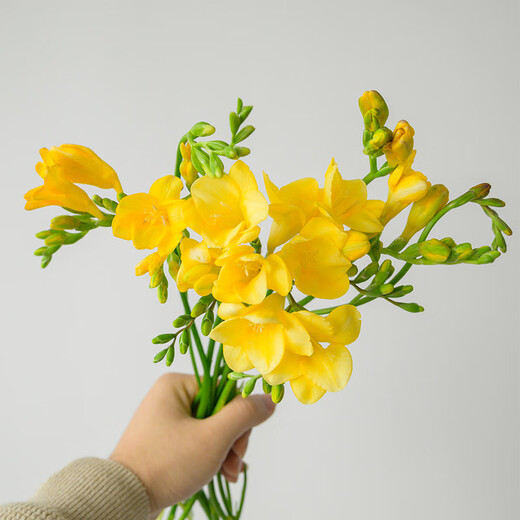 Jo Malone Flavor Freesia 10 random colors