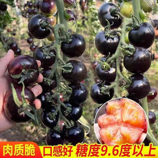 Sugar water black pearl black tomato seeds black persimmon small tomato seeds cherry tomatoes balcony potted fruit and vegetable seeds black gem tomato seeds 200 capsules / 2 bags + fertilizer new seeds of the year