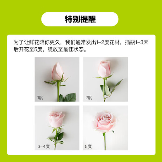 Roses Special Price Yunnan Flowers Chinese Valentine's Day Gift Fresh-cut Bouquet Water-raised Flower Arrangement Mix and Match to Give 1 Random Rose 10