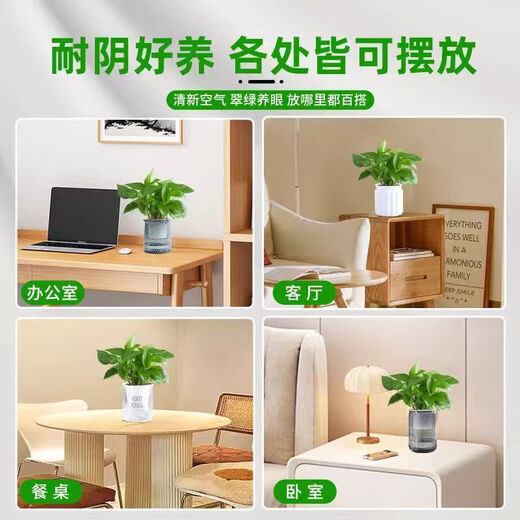 Pothos potted plants absorb formaldehyde and purify the air, hydroponic green plants, easy-to-grow flowers for lazy people, moving gifts. Best selling 5 pots. Pothos + white pumpkin pots self-absorb water. The overall pot height is 20-25cm.