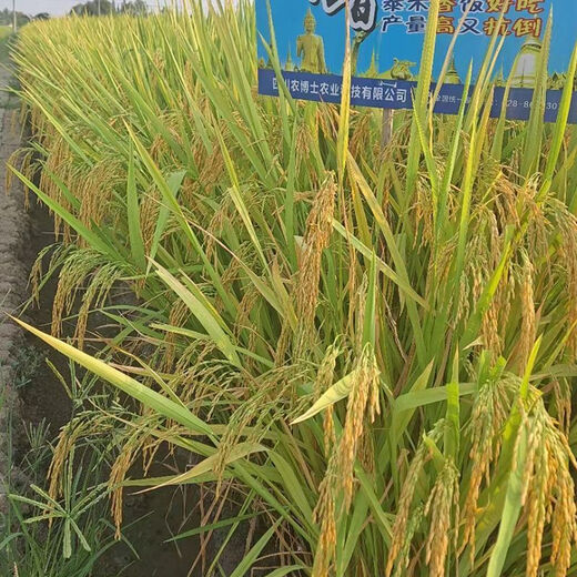 Original new species of Taixiang Youjiazhen, large spike fragrant rice, Thai fragrant rice with strong fragrance, long grain fragrant new rice seeds, new species of Taixiang Youjiazhen, 1Jin Jin is equal to 0.5kg *1 bag, original factory