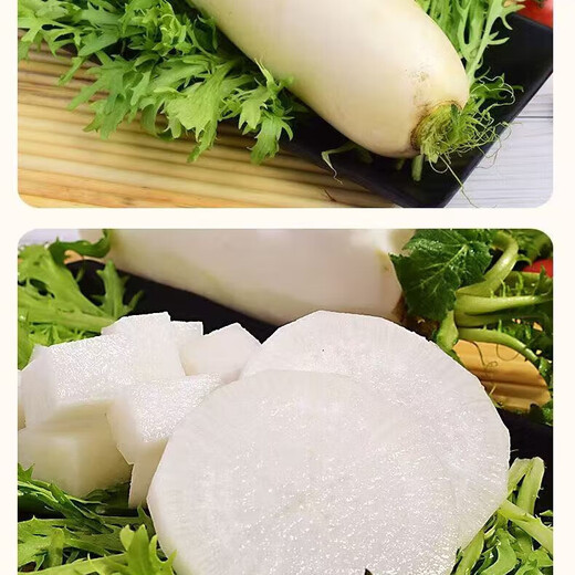 Dongdong Maicai, fresh white radish, freshly dug, crispy, sweet, supermarket fresh and fat-reduced vegetables, fresh white radish 2Jin Jin is equal to 0.5kg, including box