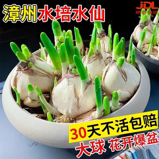 Zhangzhou narcissus bulb seeds special-grade water-cultured bulbs with buds large balls indoor and outdoor winter hydroponic plant pots special-grade narcissus narcissus large balls 3 pieces circumference 18-25 not including pots