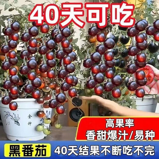 Sugar water black pearl black tomato seeds black persimmon small tomato seeds cherry tomatoes balcony potted fruit and vegetable seeds black gem tomato seeds 200 capsules / 2 bags + fertilizer new seeds of the year