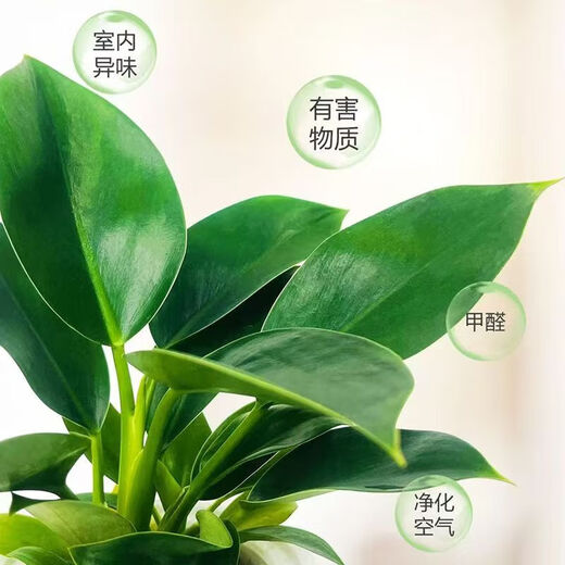 Special offer for big-leaf golden diamond and green princess potted plants, formaldehyde-removing green plants, office all-season evergreen indoor display 2 1 pots, golden diamond + base original pot, including pot height 15-20 cm