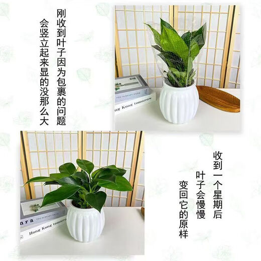 Special offer for big-leaf golden diamond and green princess potted plants, formaldehyde-removing green plants, office all-season evergreen indoor display 2 1 pots, golden diamond + base original pot, including pot height 15-20 cm