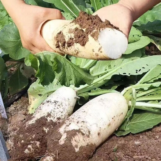 Dongdong Maicai, fresh white radish, freshly dug, crispy, sweet, supermarket fresh and fat-reduced vegetables, fresh white radish 2Jin Jin is equal to 0.5kg, including box