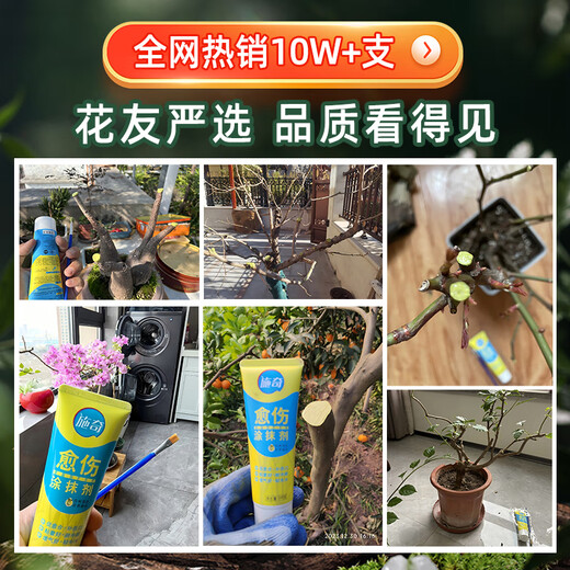 Shiqi wound healing agent tree rose fruit tree seedlings plant bonsai pruning grafting healing ointment smear healing ointment