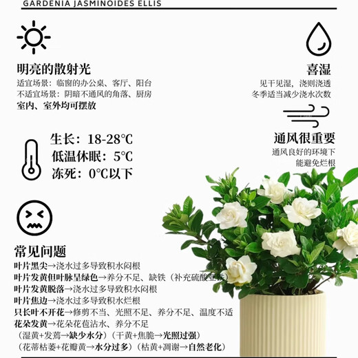 Newly selected gardenia intangible cultural heritage lacquerware for all seasons without indoor and outdoor cultivation to purify the air green plants easy to grow 10-15cm 1 plant many months of blooming strong fragrance gardenia without flowers