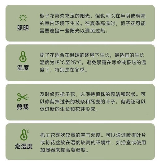 Newly selected gardenia intangible cultural heritage lacquerware for all seasons without indoor and outdoor cultivation to purify the air green plants easy to grow 10-15cm 1 plant many months of blooming strong fragrance gardenia without flowers