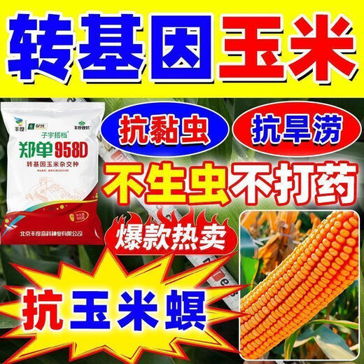 Трансгенные семена кукурузы Qiuying, высокая урожайность, короткие стебли, устойчивость к полеганию, устойчивость к болезням, устойчивость к насекомым, толерантность к глифосату, новые одобренные на национальном уровне виды палочек, устойчивость к насекомым и беспроблемный трансгенный продукт, 4100 официальных капсул