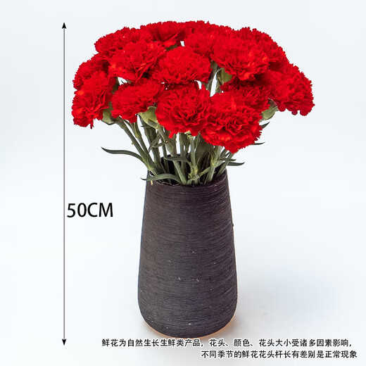 Single-headed carnations, fresh-cut multi-color flowers, sent directly from the Yunnan base to mom and wife as a Valentine's Day gift. 20 red single-headed carnations.