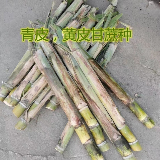 Guangxi's golden sugarcane can be planted in trays in all seasons and is easy to grow. Yellow-skinned and green-skinned sugarcane seedlings are sweet and crispy. 10 golden sugarcane seedlings. 20 golden sugarcane seedlings. 3-5 buds/root. Free planting method.