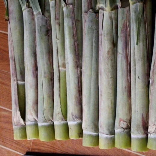 Guangxi's golden sugarcane can be planted in trays in all seasons and is easy to grow. Yellow-skinned and green-skinned sugarcane seedlings are sweet and crispy. 10 golden sugarcane seedlings. 20 golden sugarcane seedlings. 3-5 buds/root. Free planting method.