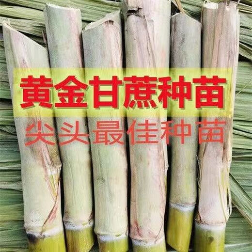 Guangxi's golden sugarcane can be planted in trays in all seasons and is easy to grow. Yellow-skinned and green-skinned sugarcane seedlings are sweet and crispy. 10 golden sugarcane seedlings. 20 golden sugarcane seedlings. 3-5 buds/root. Free planting method.