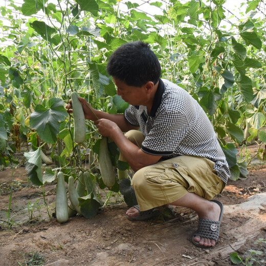 Zhongke Maohua vegetable, melon and fruit seeds, crispy croissant, crispy melon seeds, super sweet croissant honey, crispy muskmelon seeds, gray and white skin, Maohua croissant honey, preferred 300 capsules/bag
