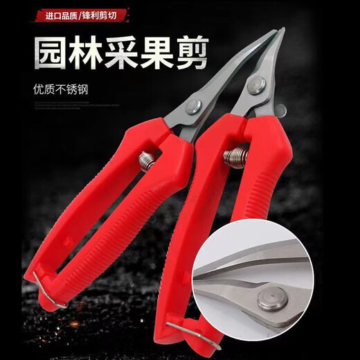 Stainless steel large tilt-head fruit picking scissors for tomatoes, navel oranges, picking scissors for oranges and grapes 10 with serrated teeth for sharper