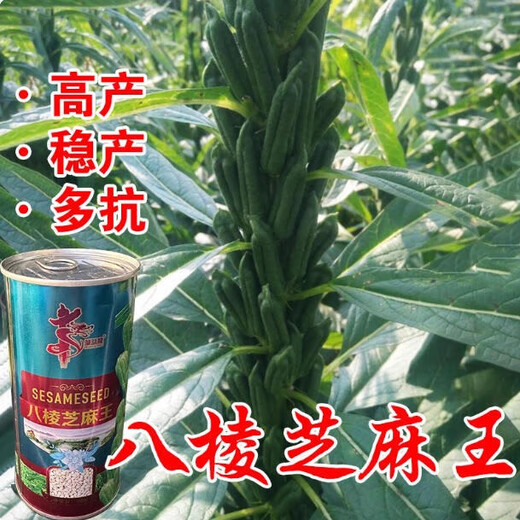 New Aerospace Overlord Whip Sesame Seed High Oil High Yield White Sesame Seed Hybrid Field Short Stem High Oil Containing Sesame Seed Sesame King 150g Can/High Yield White Sesame Seed