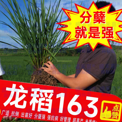 Недавно одобренные семена длиннозерного риса 2025 года. Национальный стандарт. Первоклассное качество риса. Суперстабильный урожай. Устойчивость к полеганию и высоким температурам. Оригинальный национальный одобренный пакет Longdao 163+ с двойной высокой урожайностью. Фермер 1 Цзинь Цзинь равен 0,5 кг) Ароматный рис первого класса* Вкусный и продаваемый