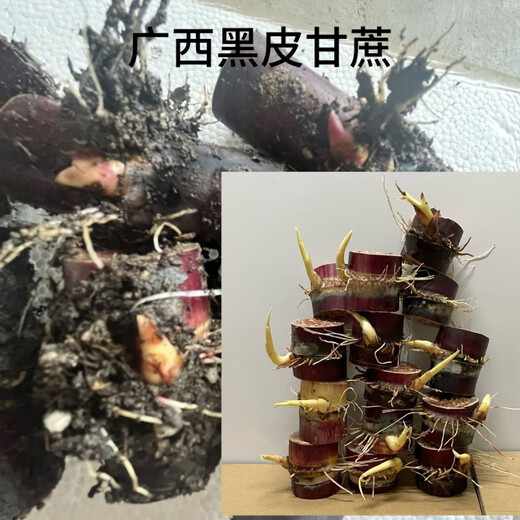 High-yielding middle section, authentic black-skinned sugarcane seedlings, thin-skinned sugarcane seedlings, purple-skinned and red-skinned sugarcane seeds can be planted in the north and south, black-skinned sugarcane section (10 buds preferred)