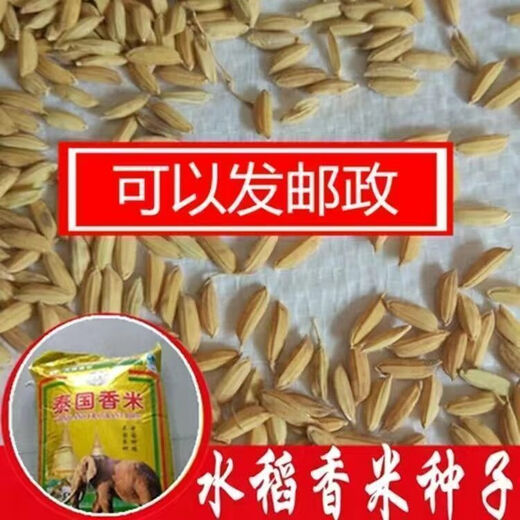 Rice seeds, high-yielding Thai fragrant rice, rice seeds, bulk rice seeds, high-yielding fragrant rice, 500 grams of long-grain fragrant rice trial seeds, loose weight 1Jin Jin is equal to 0.5kg, price (seeds can be saved)