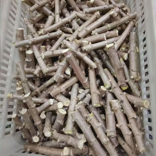 Yishenghuo authentic Guangxi Huanan No. 9 yellow-heart cassava seedlings, preferred No. 9 yellow-fleshed cassava seedlings, 100 yellow-heart cassava seedlings