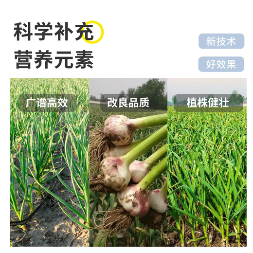 Garlic Bacteria Clear Original Liquid Garlic Agricultural Drug Rust Dry Tip Yellow Leaf Bacterial Wilt Root Rot Bactericidal Bactericidal Microbial Agent 500g*1 Bottle