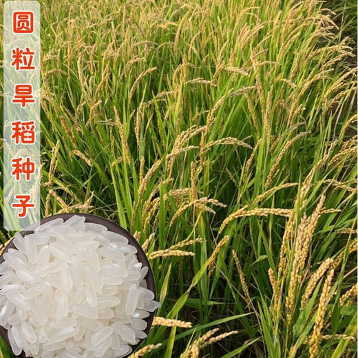 Semillas de arroz convencional, semillas de arroz de secano, arroz temprano, arroz tardío, arroz de tallo, arroz convencional, semillas de arroz, semillas de arroz fino, semillas originales, semillas retentivas, semillas de arroz de secano, 1 Jin Jin es igual a 0,5 kg Precio