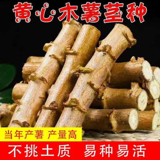 Yishenghuo authentic Guangxi Huanan No. 9 yellow-heart cassava seedlings, preferred No. 9 yellow-fleshed cassava seedlings, 100 yellow-heart cassava seedlings