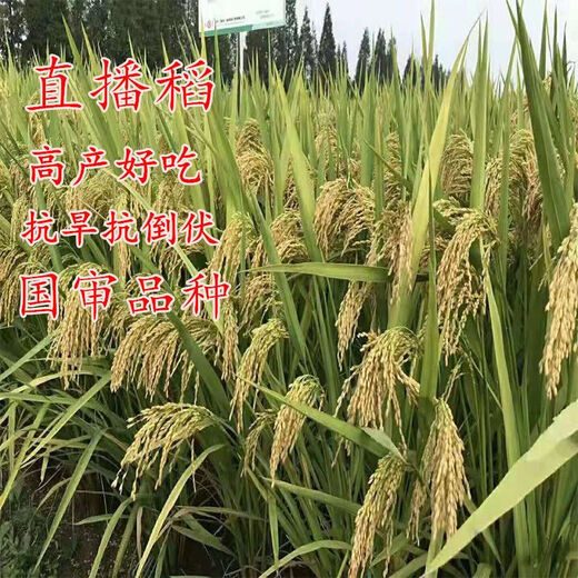 Semillas de arroz convencional, semillas de arroz de secano, arroz temprano, arroz tardío, arroz de tallo, arroz convencional, semillas de arroz, semillas de arroz fino, semillas originales, semillas retentivas, semillas de arroz de secano, 1 Jin Jin es igual a 0,5 kg Precio