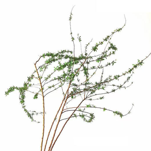 Special price snow willow dry branches, fresh branches, hydroponic stems and branches, potted plants, fresh cut flowers, New Year's Eve bouquets, branches, saplings, spray snowflakes 03 Special offer, Snow Willow 60-80 cm, 8 branches + nutrient solution, pot not included