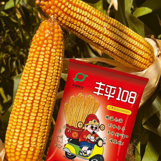 Fengping 108 East Asia's new scientific research dwarf purple-stem big stick variety has no ear rot and big plate golden grain. Fengping 108 East Asia's new scientific research dwarf purple-stem big stick variety has no ear rot and big rot.