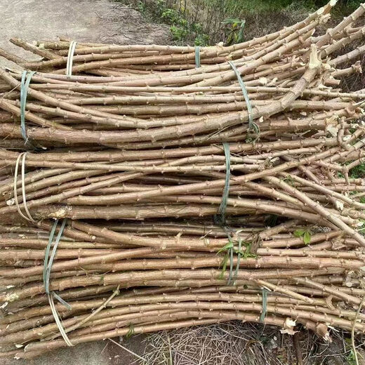 Yishenghuo authentic Guangxi Huanan No. 9 yellow-heart cassava seedlings, preferred No. 9 yellow-fleshed cassava seedlings, 100 yellow-heart cassava seedlings