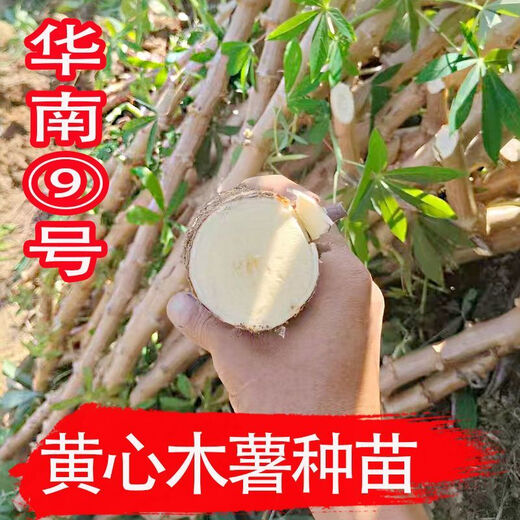 Yishenghuo authentic Guangxi Huanan No. 9 yellow-heart cassava seedlings, preferred No. 9 yellow-fleshed cassava seedlings, 100 yellow-heart cassava seedlings
